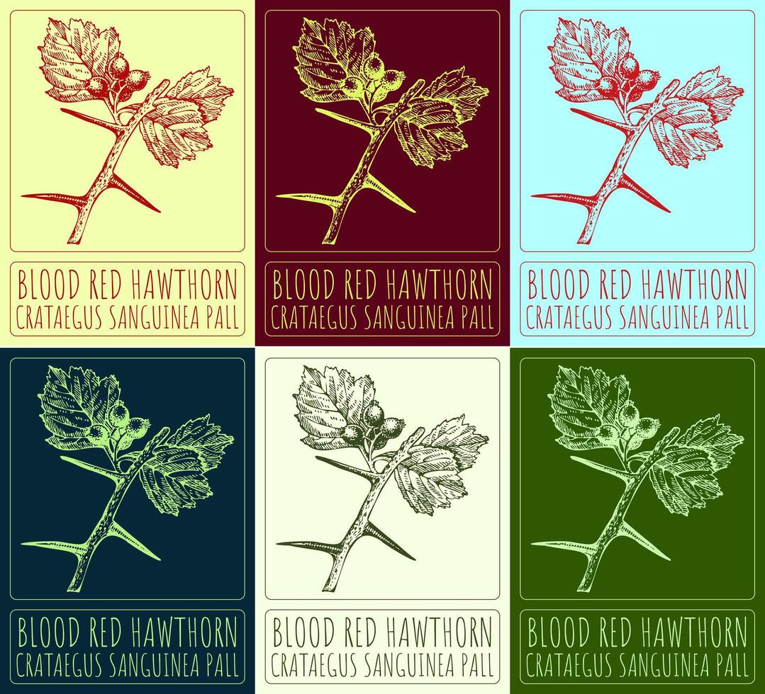 conjunto de dibujos vectoriales de espino rojo sangre en diferentes colores. ilustración dibujada a mano. nombre latino crataegus sanguinea pall. vector