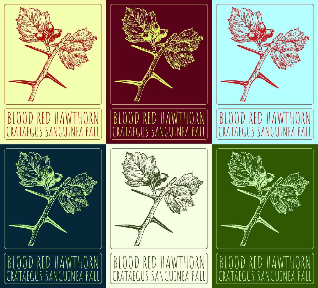 Set of vector drawings of BLOOD RED HAWTHORN in different colors. Hand drawn illustration. Latin name CRATAEGUS SANGUINEA PALL.