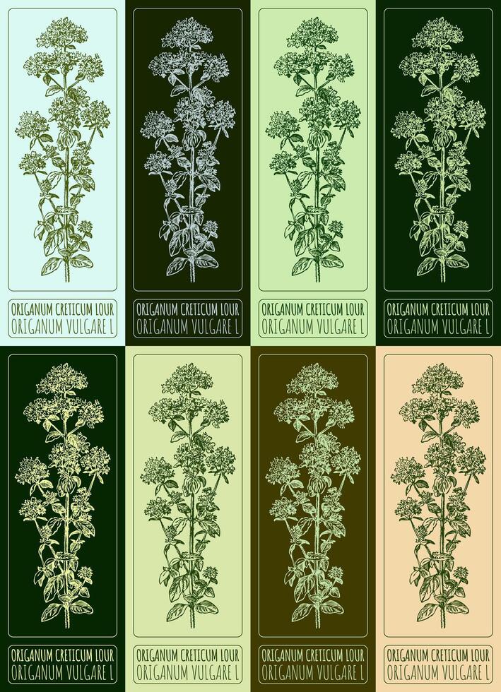 Set of vector drawings of OREGANO in different colors. Hand drawn illustration. Latin name ORIGANUM VULGARE L.