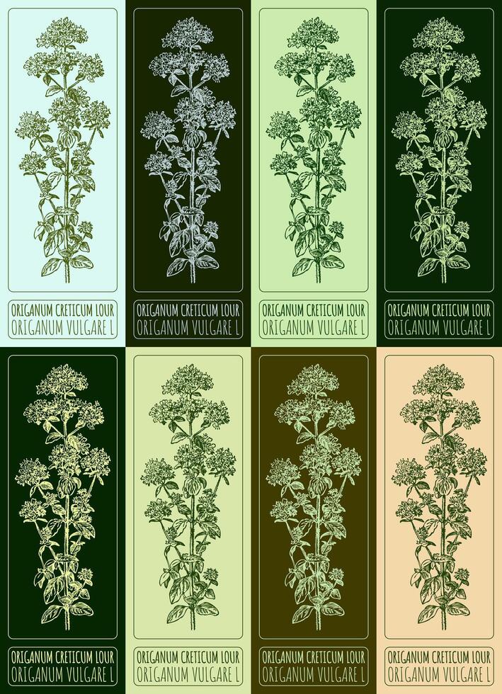 Set of vector drawings of OREGANO in different colors. Hand drawn illustration. Latin name ORIGANUM VULGARE L.