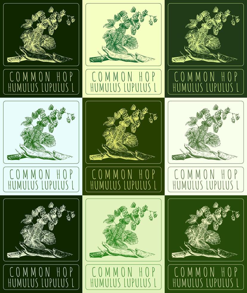 Set of vector drawings of COMMON HOP in different colors. Hand drawn illustration. Latin name HUMULUS LUPULUS L.
