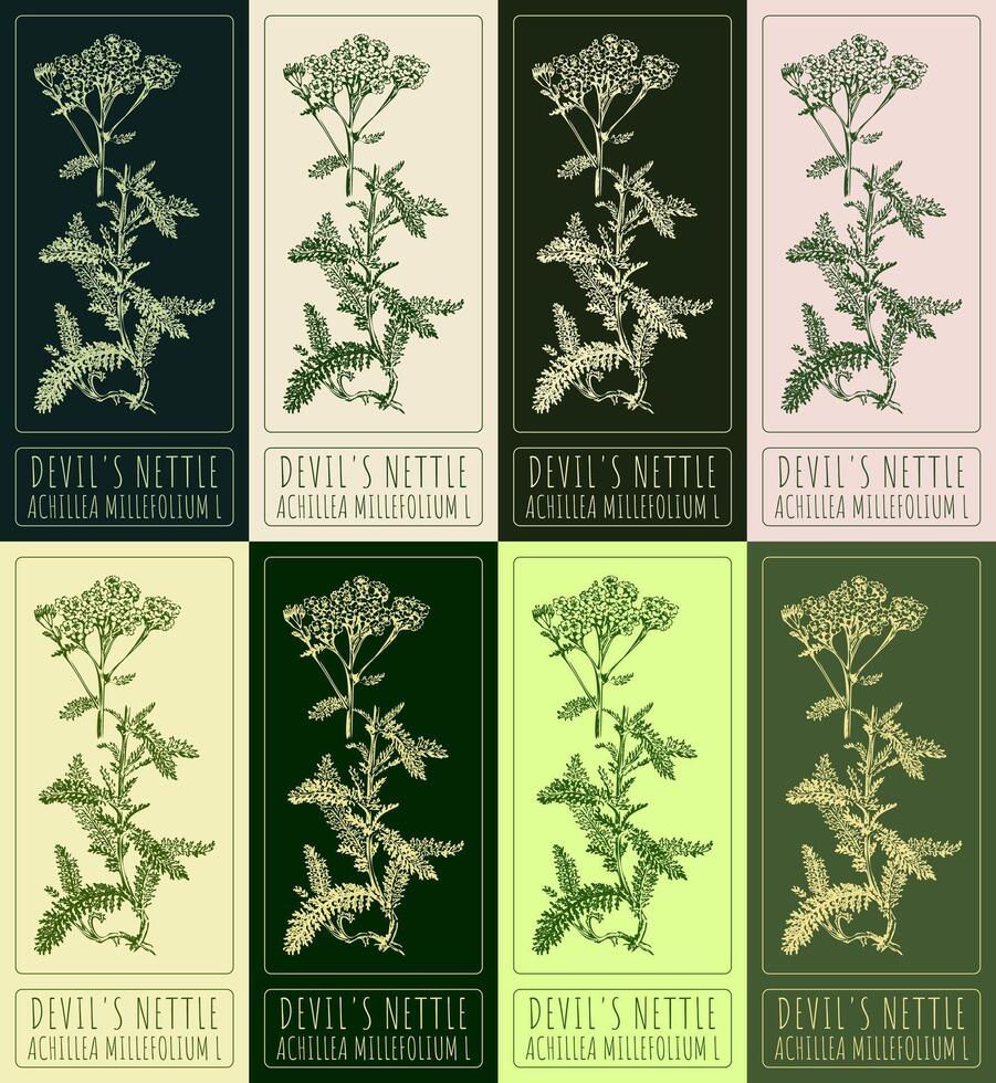 Set of vector drawings of DEVIL'S NETTLE in different colors. Hand drawn illustration. Latin name ACHILLEA MILLEFOLIUM L.