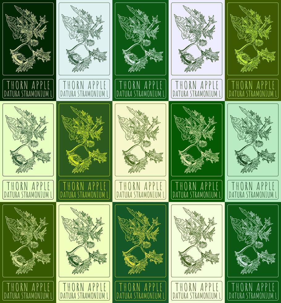 Set of vector drawing THORN APPLE in various colors. Hand drawn illustration. The Latin name is DATURA STRAMONIUM L.