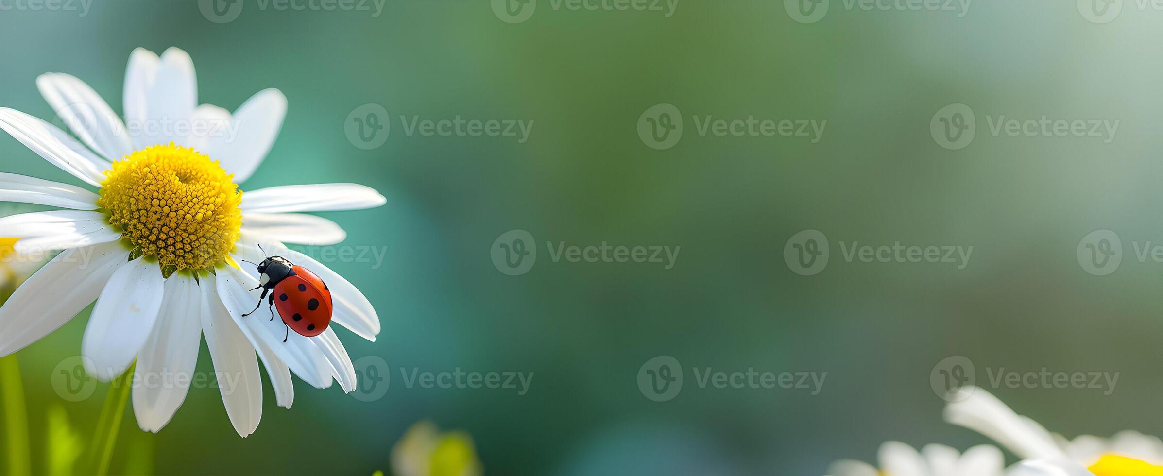 AI generated Spring background Chamomile flower with copy space for design Happy spring greeting card photo