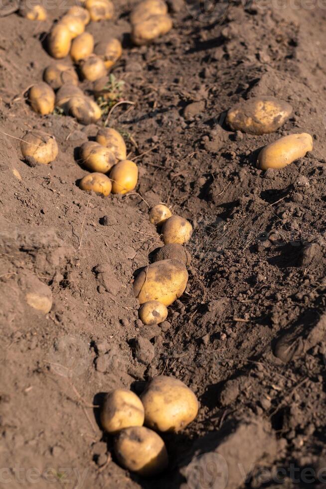 patatas acostado en el campo en el jardín durante el otoño cosecha foto