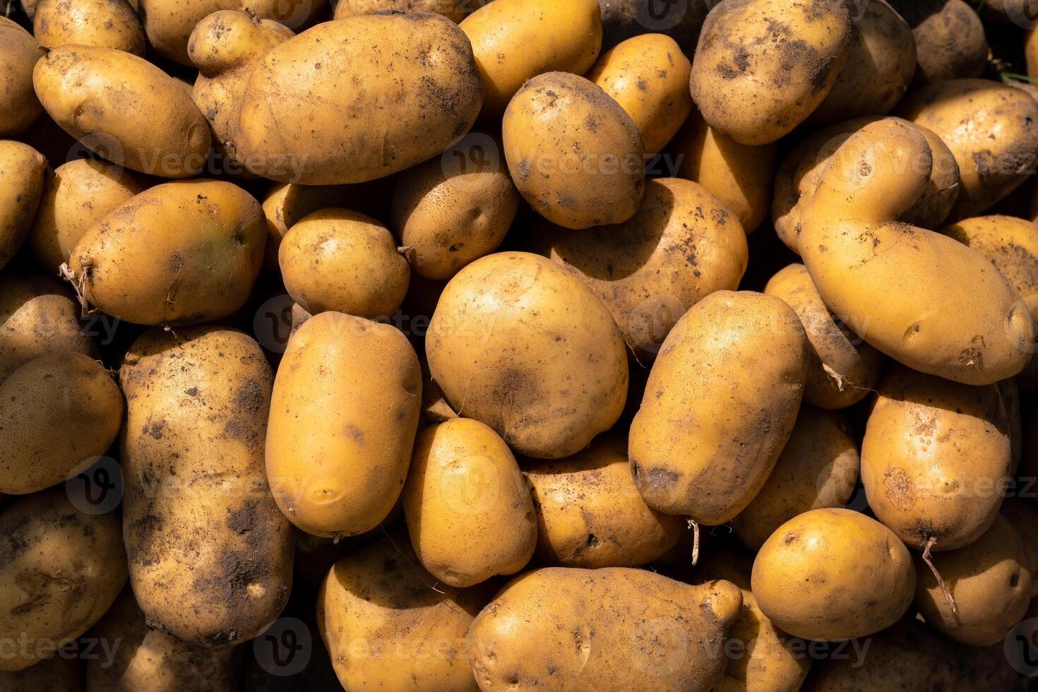 un lote de cosechado patatas acostado en un montón. otoño cosecha foto