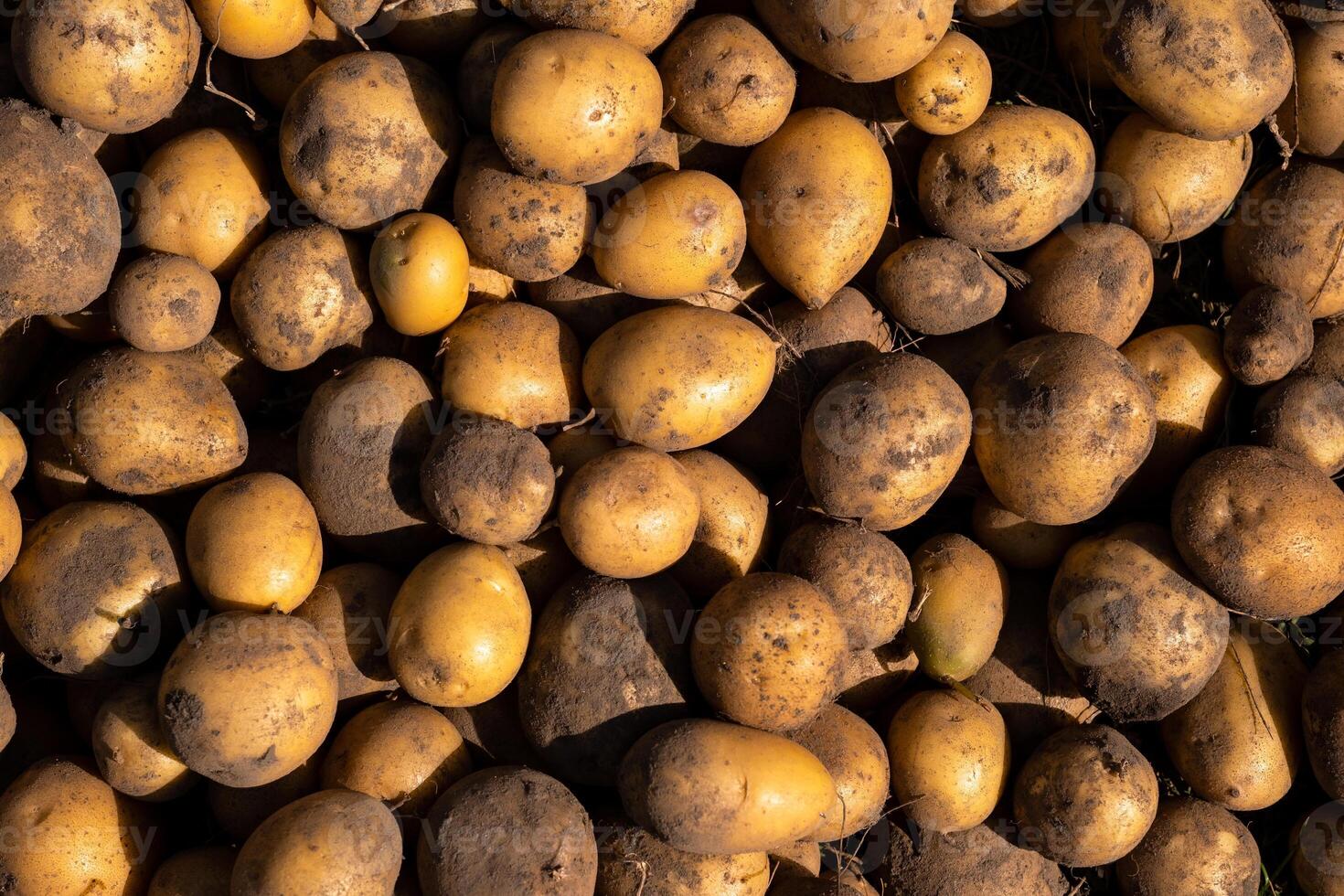 un lote de cosechado patatas acostado en un montón. otoño cosecha foto