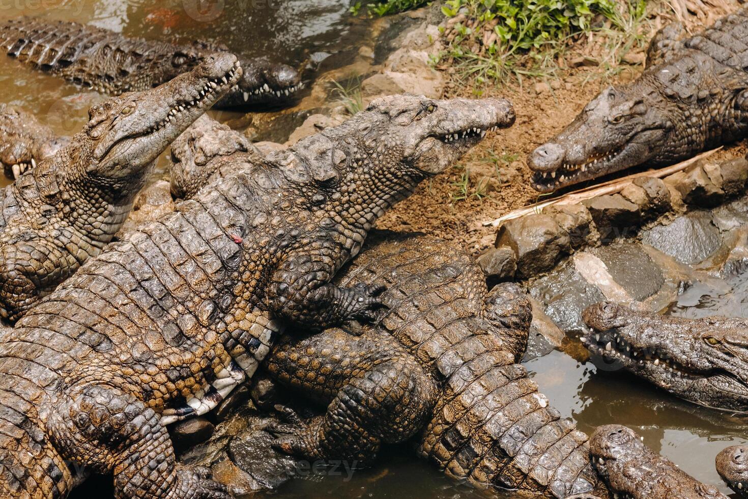 Crocodile Park on the island of Mauritius. La Vanilla Nature Park.Crocodiles photo