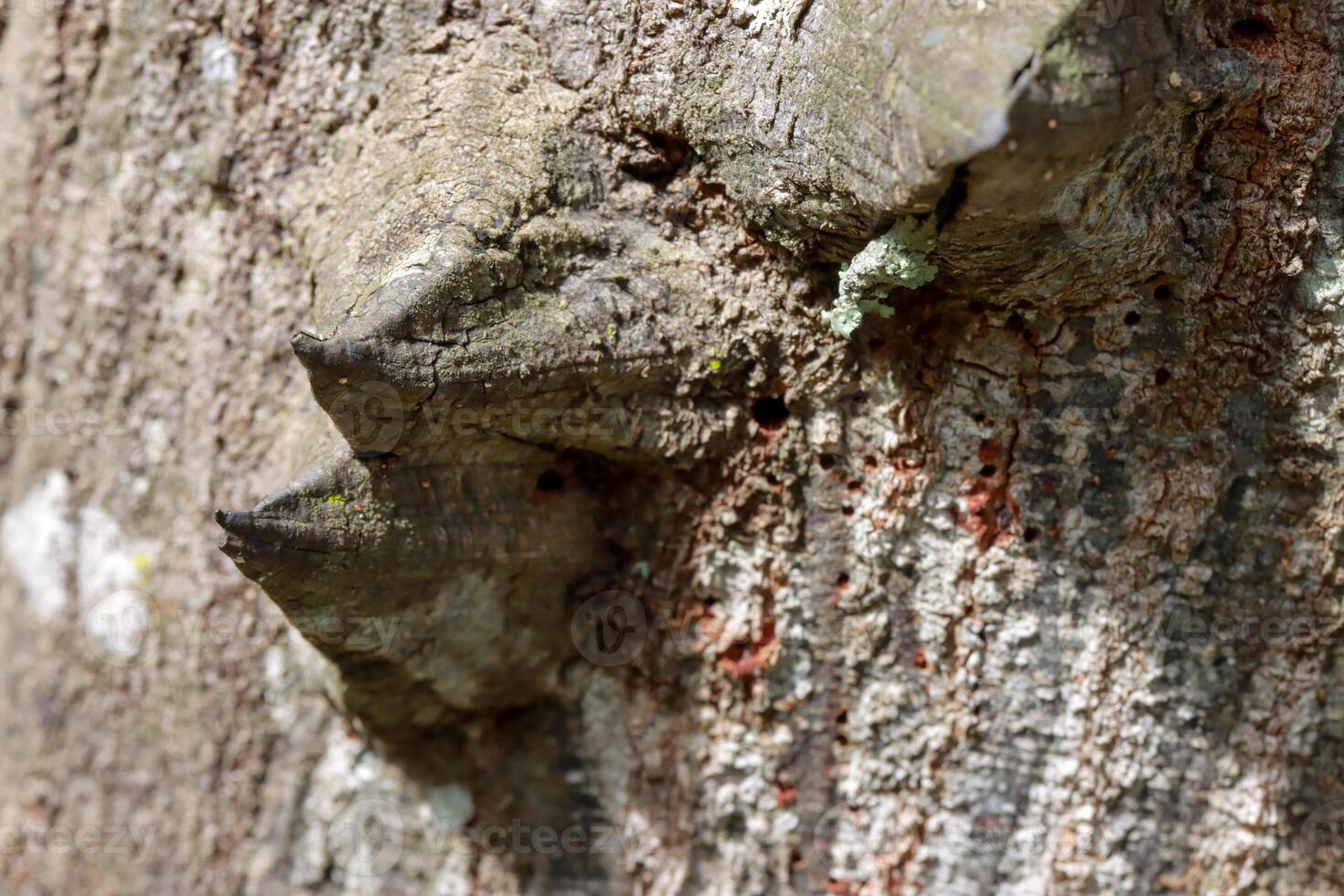 Close up of The usual bark of the Anigic Tree also known as the Floss silk that are found throughout the Savannas or Cerrados of Brazil photo