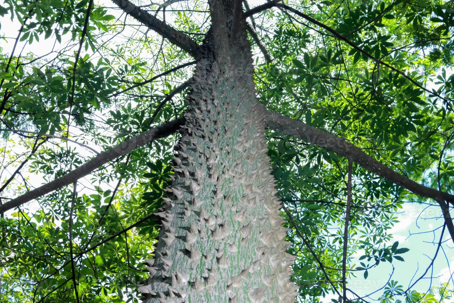 The usual bark of the Anigic Tree also known as the Floss silk that are found throughout the Savannas or Cerrados of Brazil photo