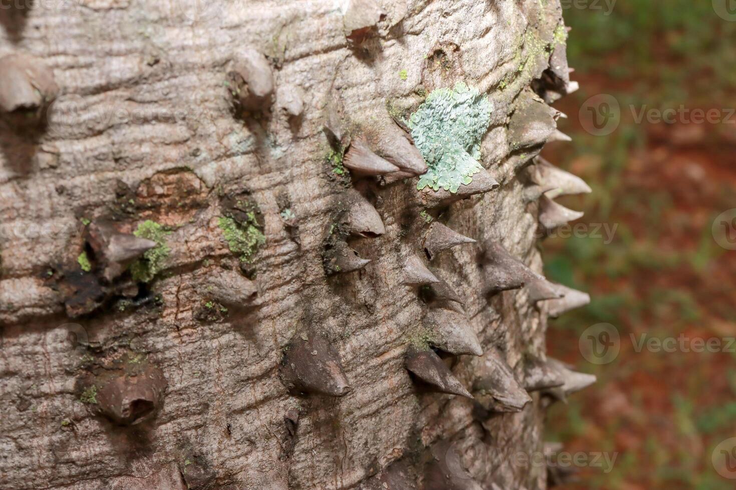 Close up of The usual bark of the Anigic Tree also known as the Floss silk that are found throughout the Savannas or Cerrados of Brazil photo