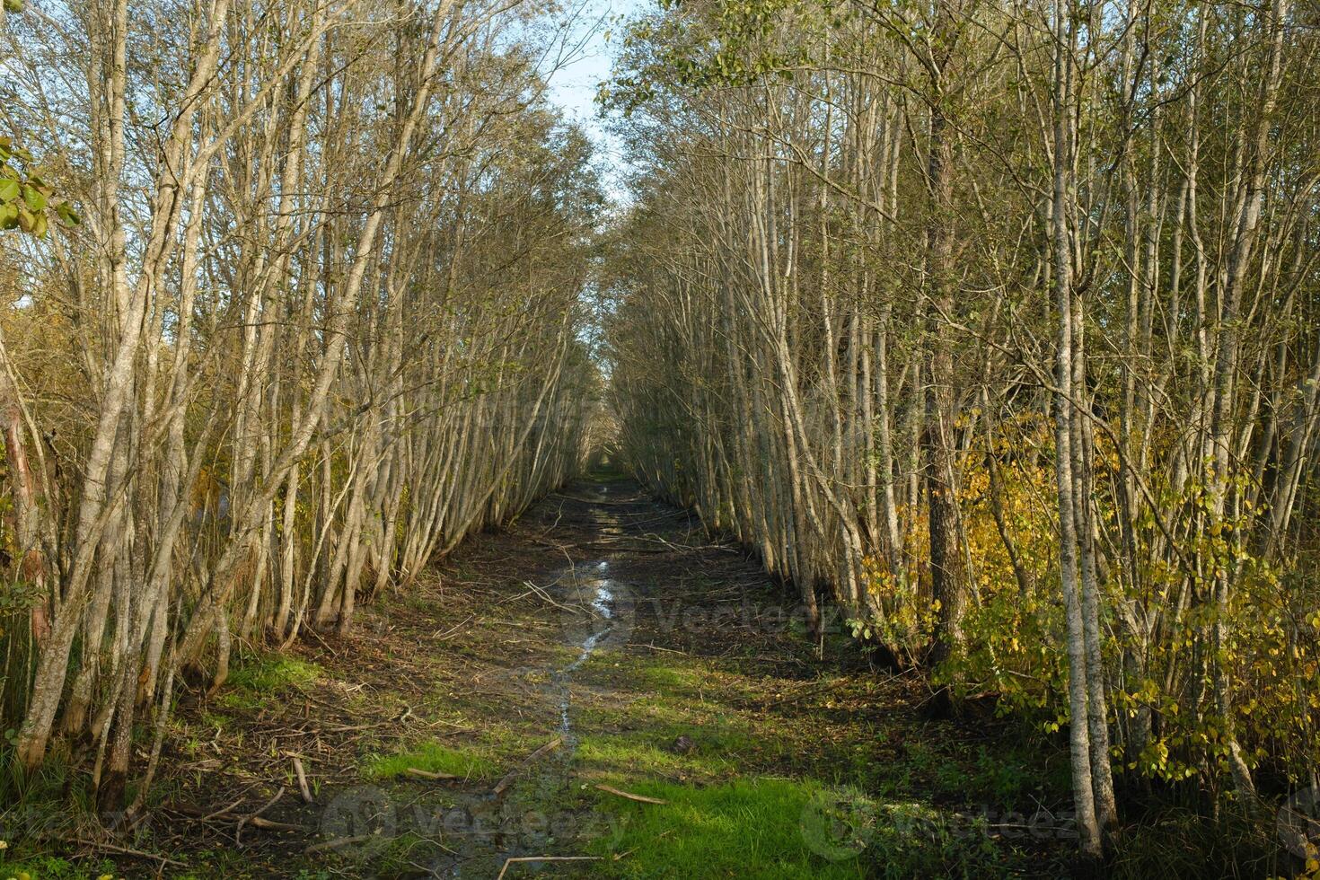 A shallow river in autumn in the Yelnya Nature Reserve. Belarus photo