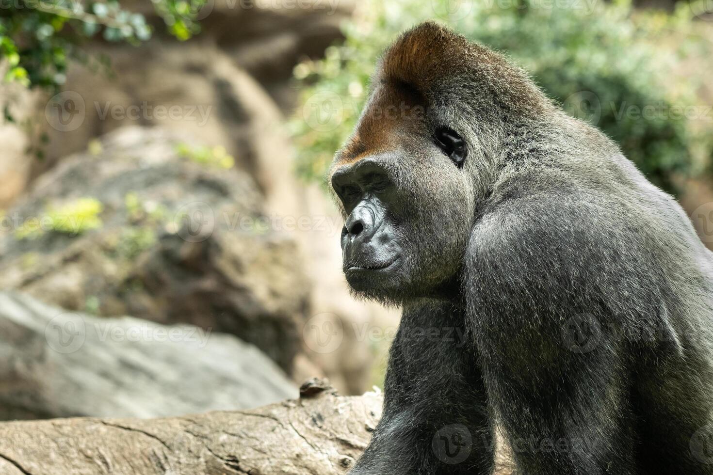 a Western lowland Gorilla with a pouty expression.The gorilla looks at me photo