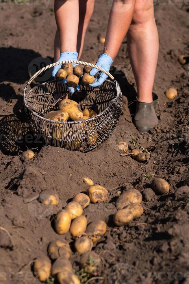 cosecha patatas en el campo a mano. un hombre cosechas patatas en tierra foto