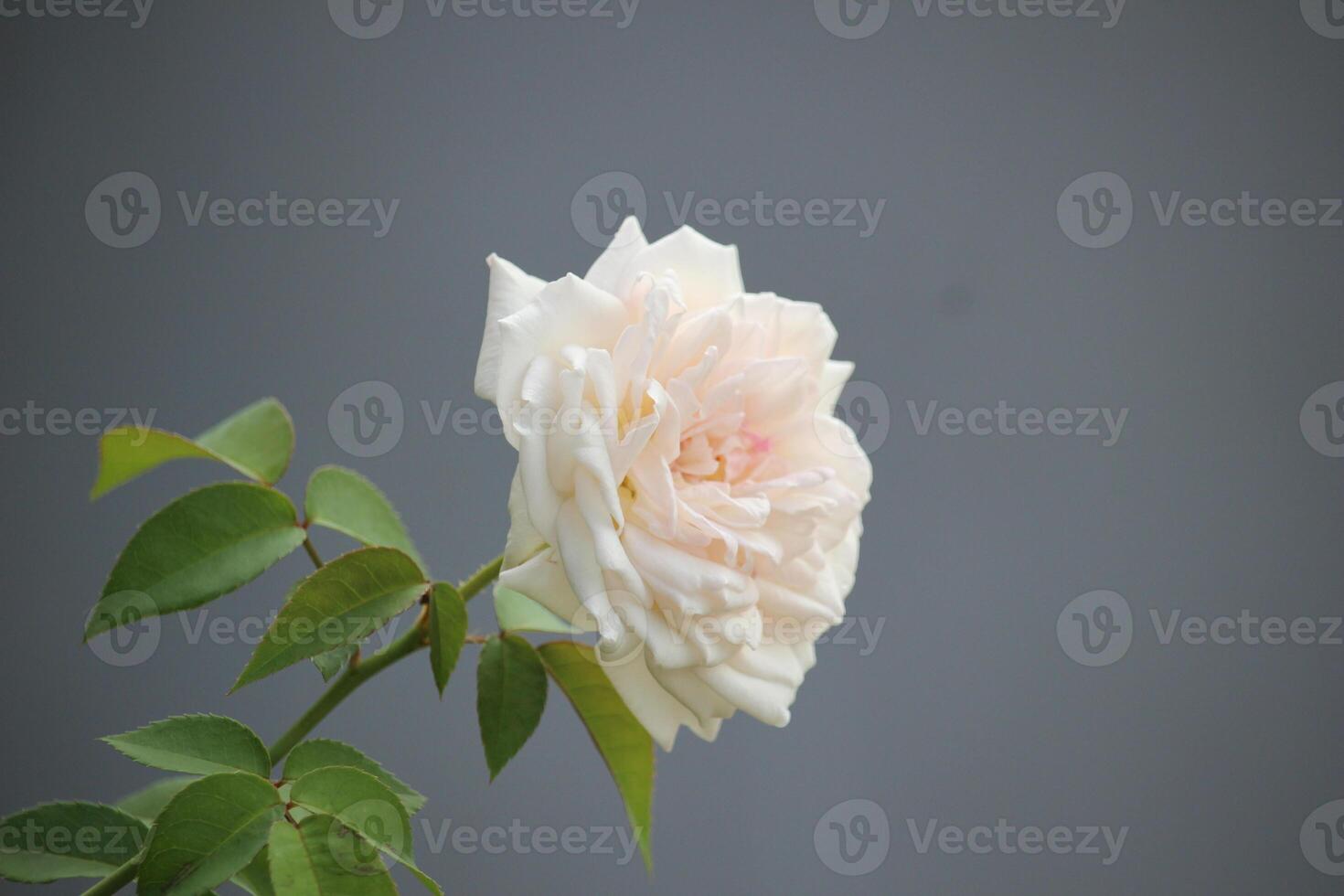 cerca arriba de blanco rosas con un borroso antecedentes foto