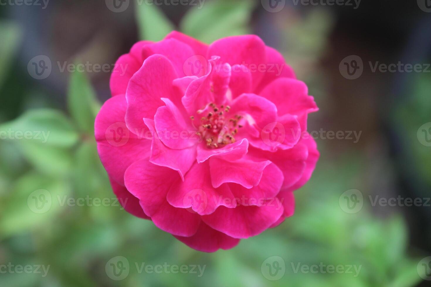 cerca arriba de rosado rosas con un borroso antecedentes foto