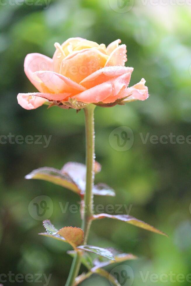 cerca arriba de naranja Rosa con un borroso antecedentes foto