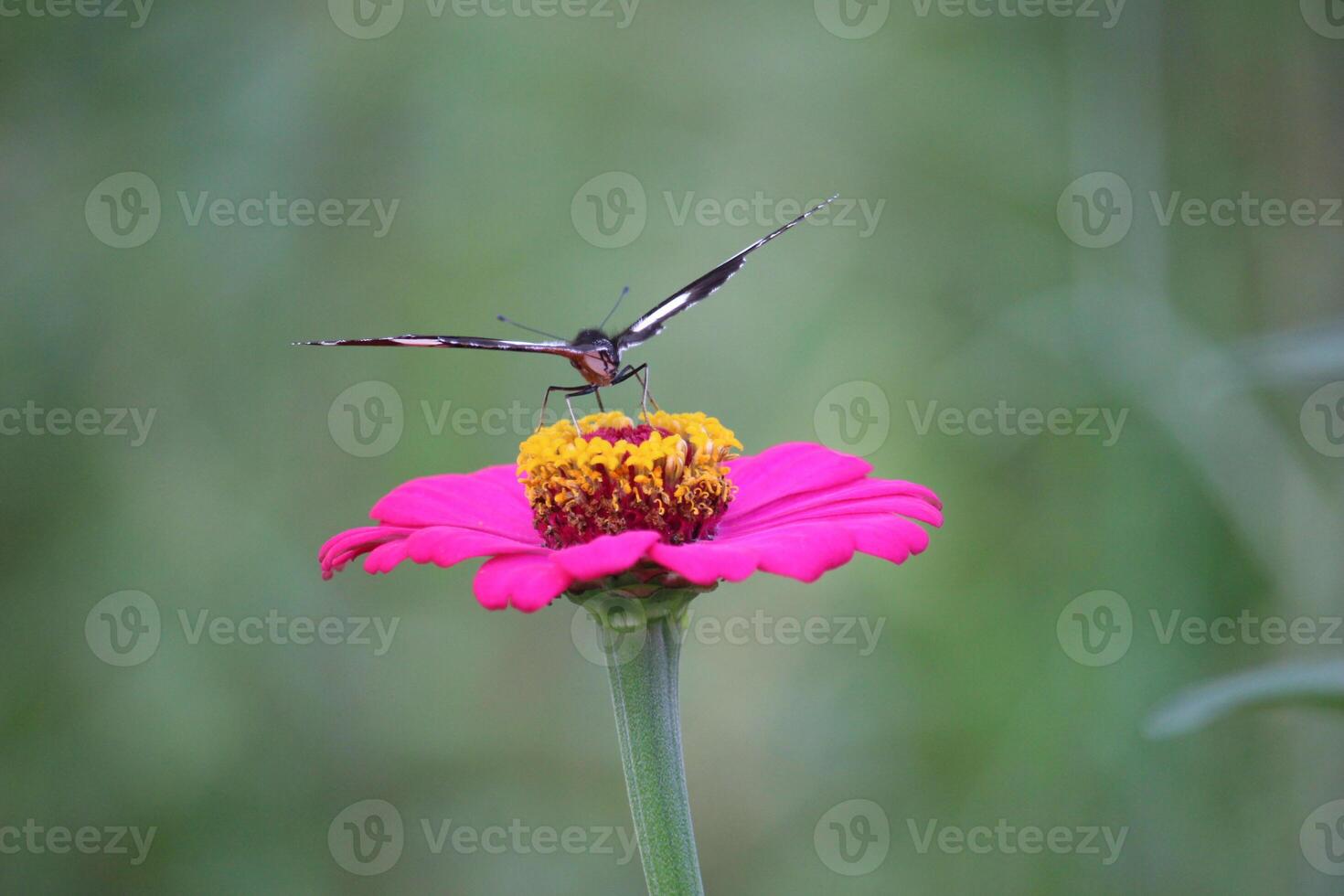 cerca arriba de un negro y blanco mariposa succión miel jugo desde un rosado papel flor foto