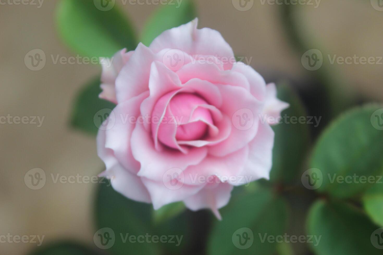 cerca arriba de rosado rosas con un borroso antecedentes foto