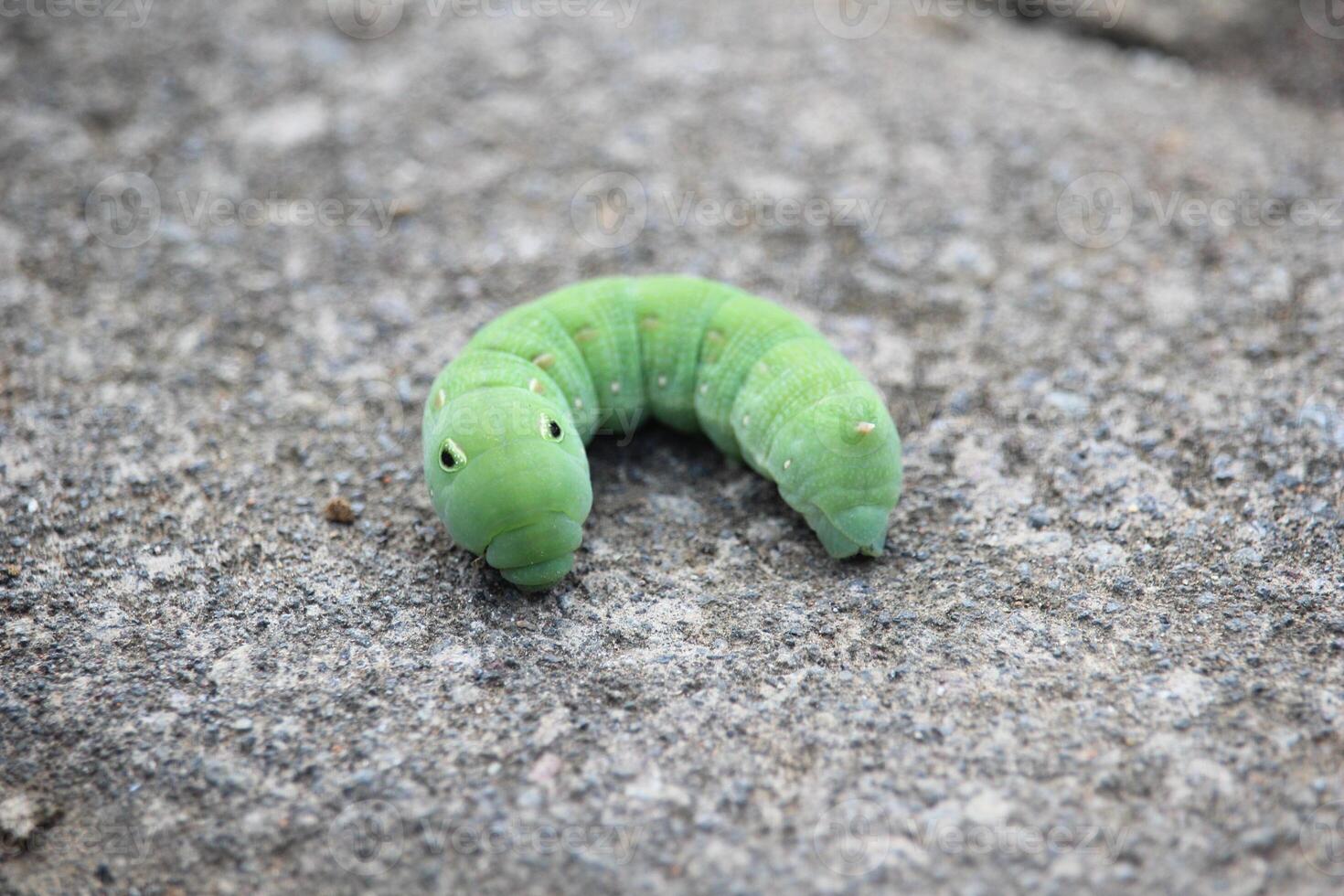 cerca arriba de un grande verde oruga con linda negro lugares en un borroso antecedentes foto