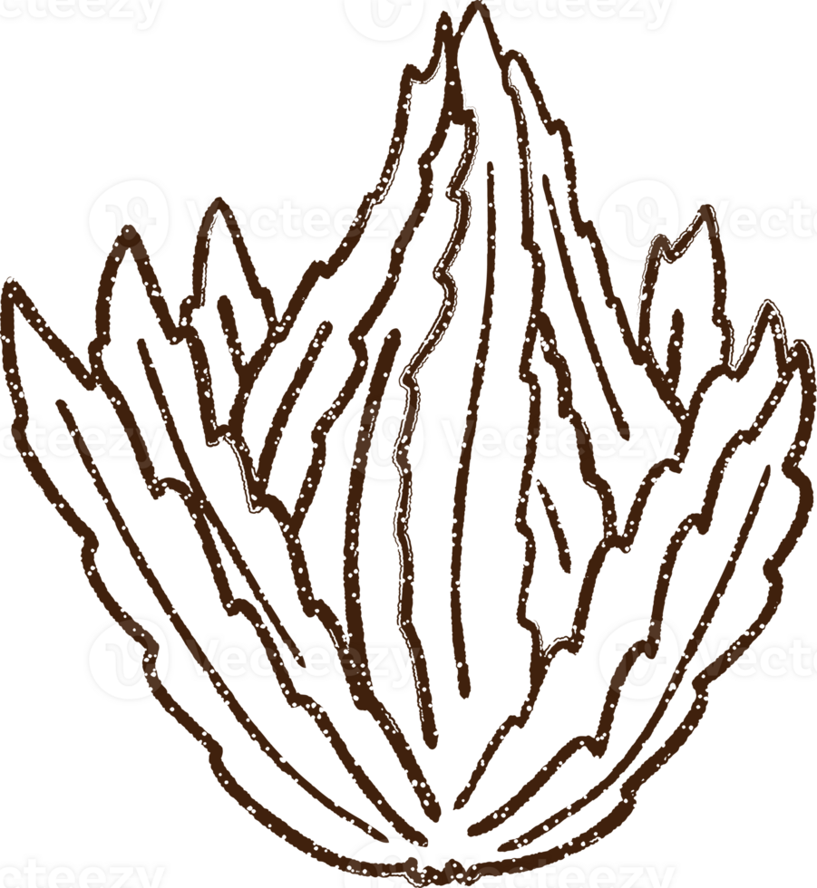 Seaweed Charcoal Drawing png