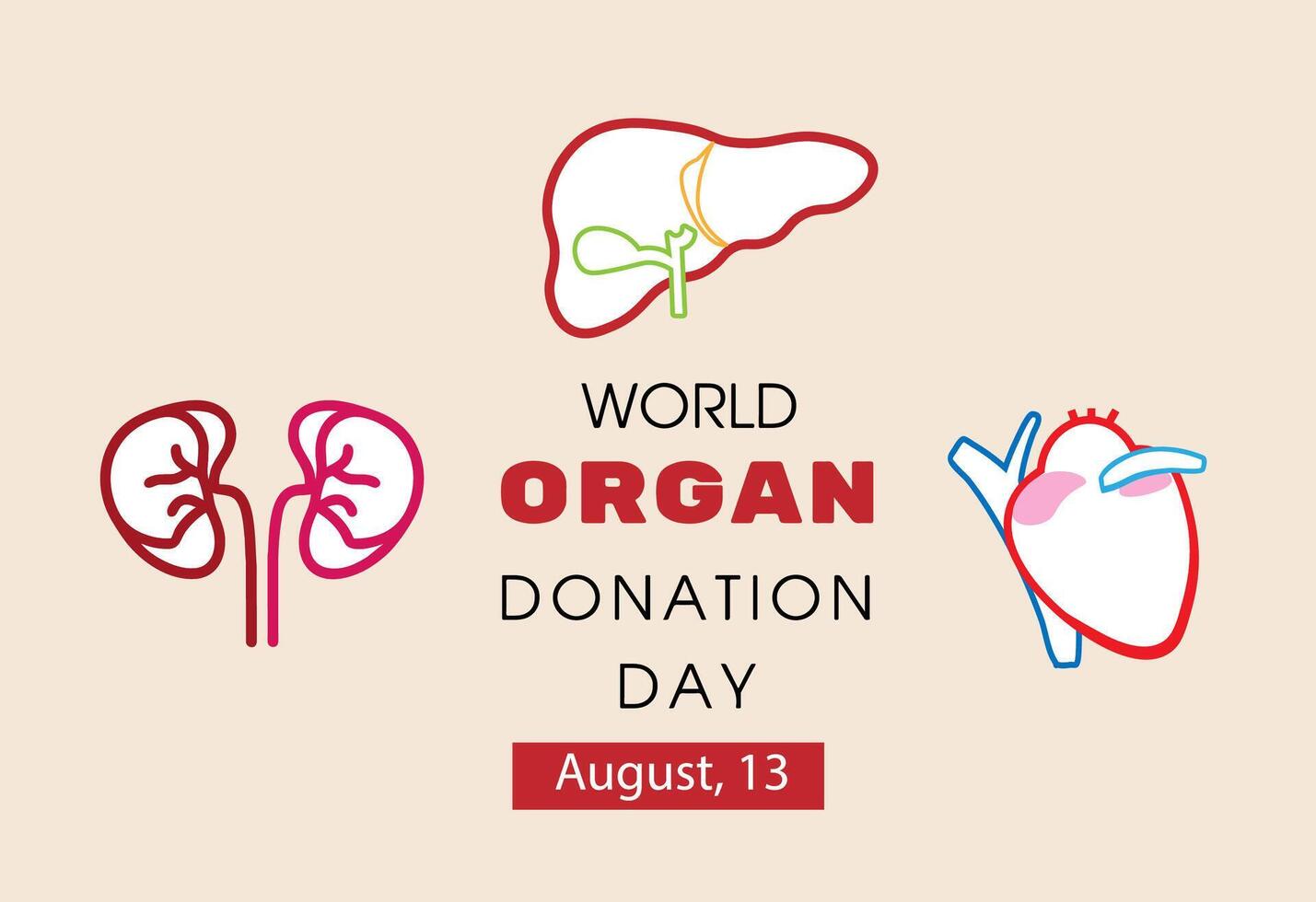 World Organ Donation Day with Kidneys, Heart, or Liver for Transplantation vector