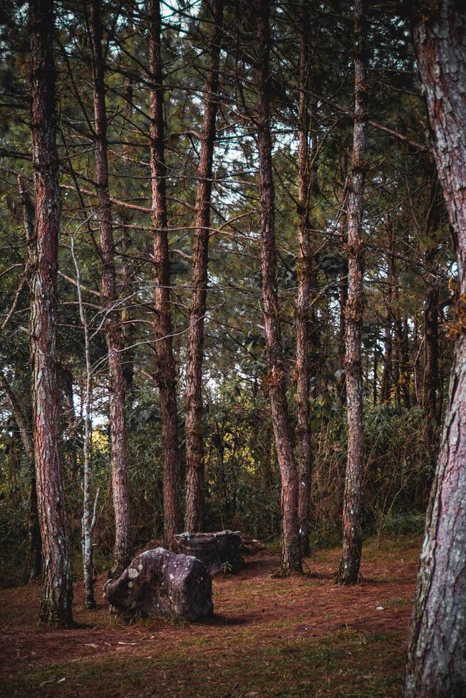 The sunlight shines on the far away sides of the pine trees as they stand side by side. photo