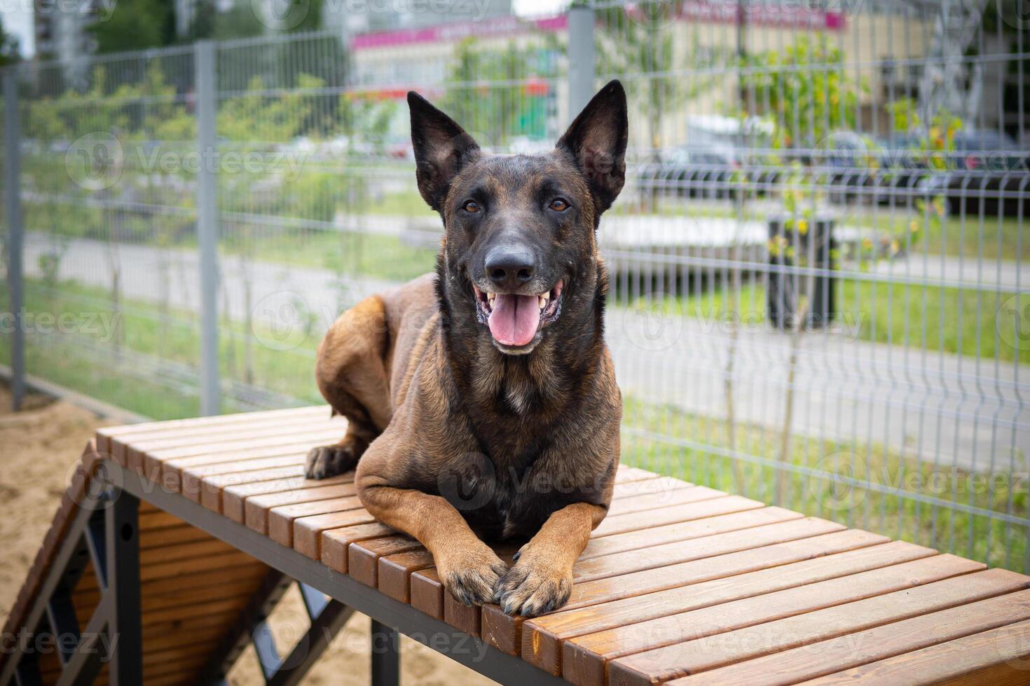 Portrait of a Belgian shepherd. photo