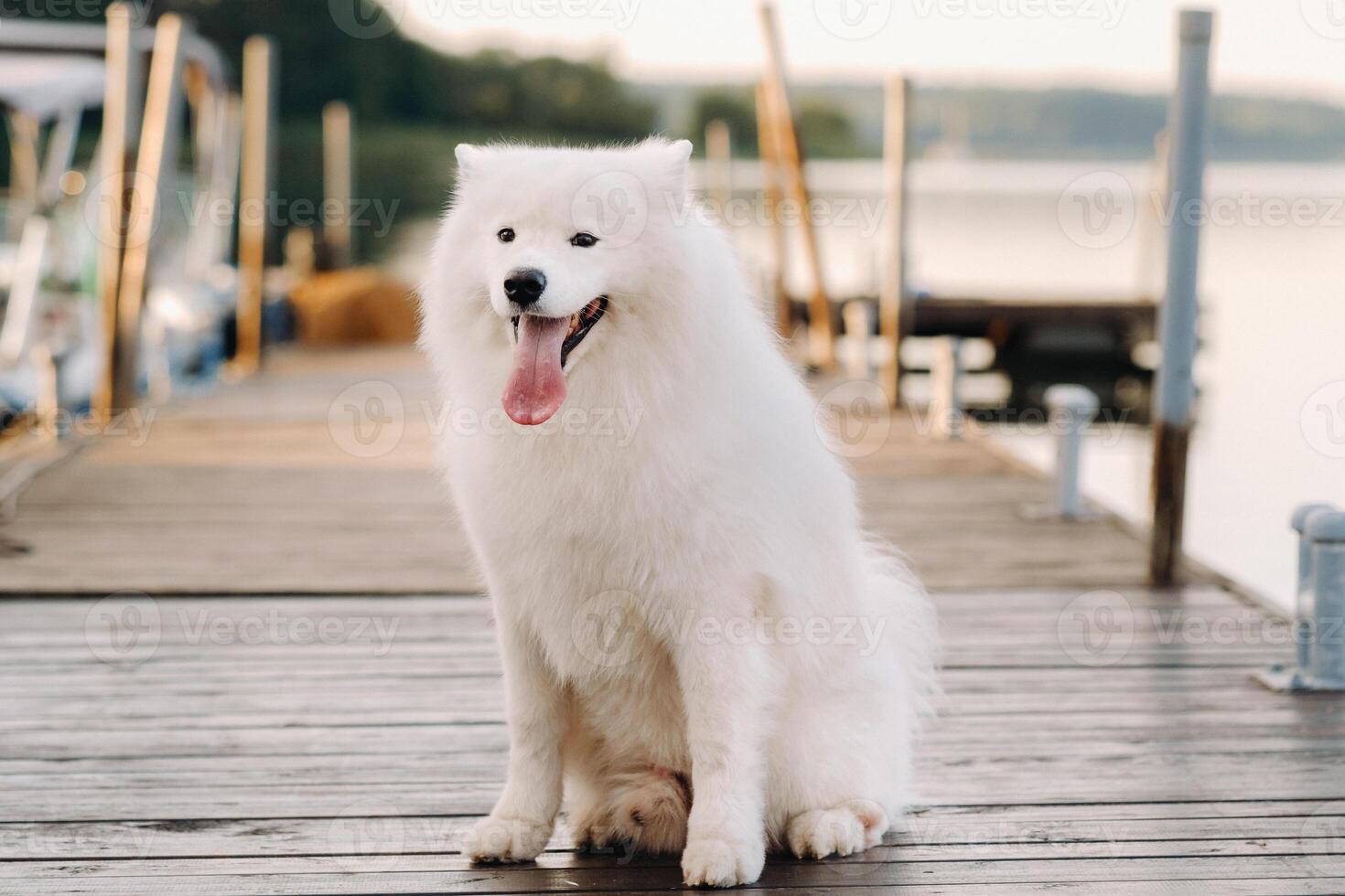 un grande blanco Samoyedo perro es sentado en el muelle cerca el yate foto