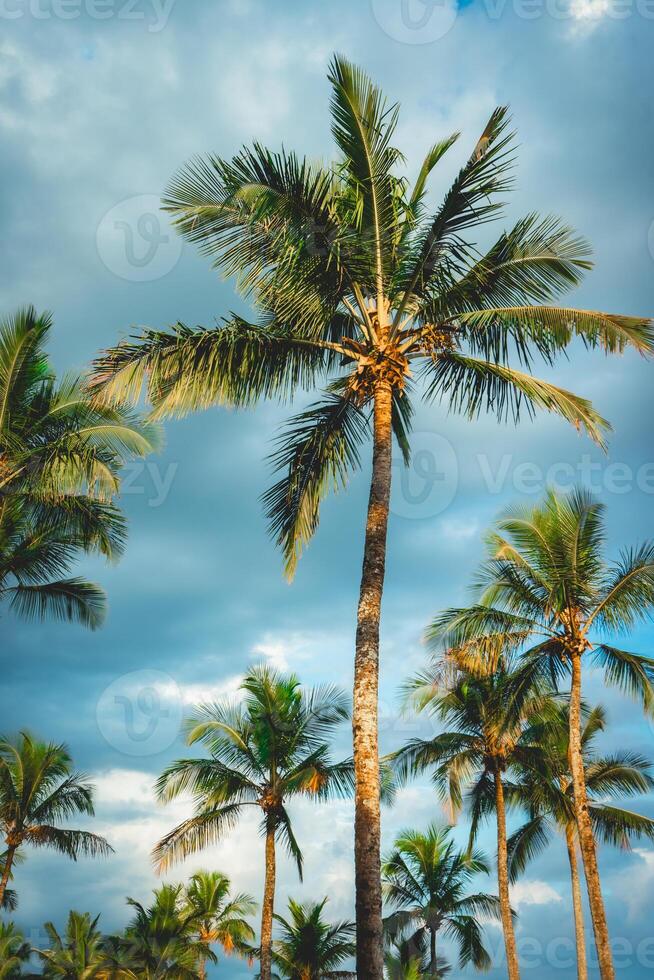 Palmtrees with a cloudy sky in the background. Bertioga, Sao Paulo, Brazil. photo