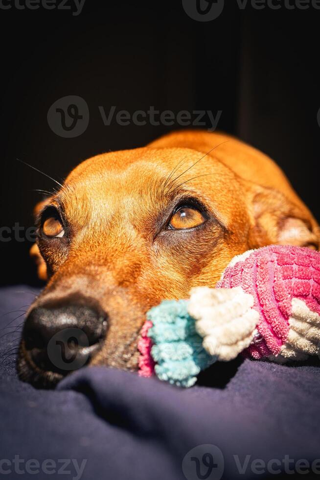 Little brown dog enjoys the sun with her toy. photo