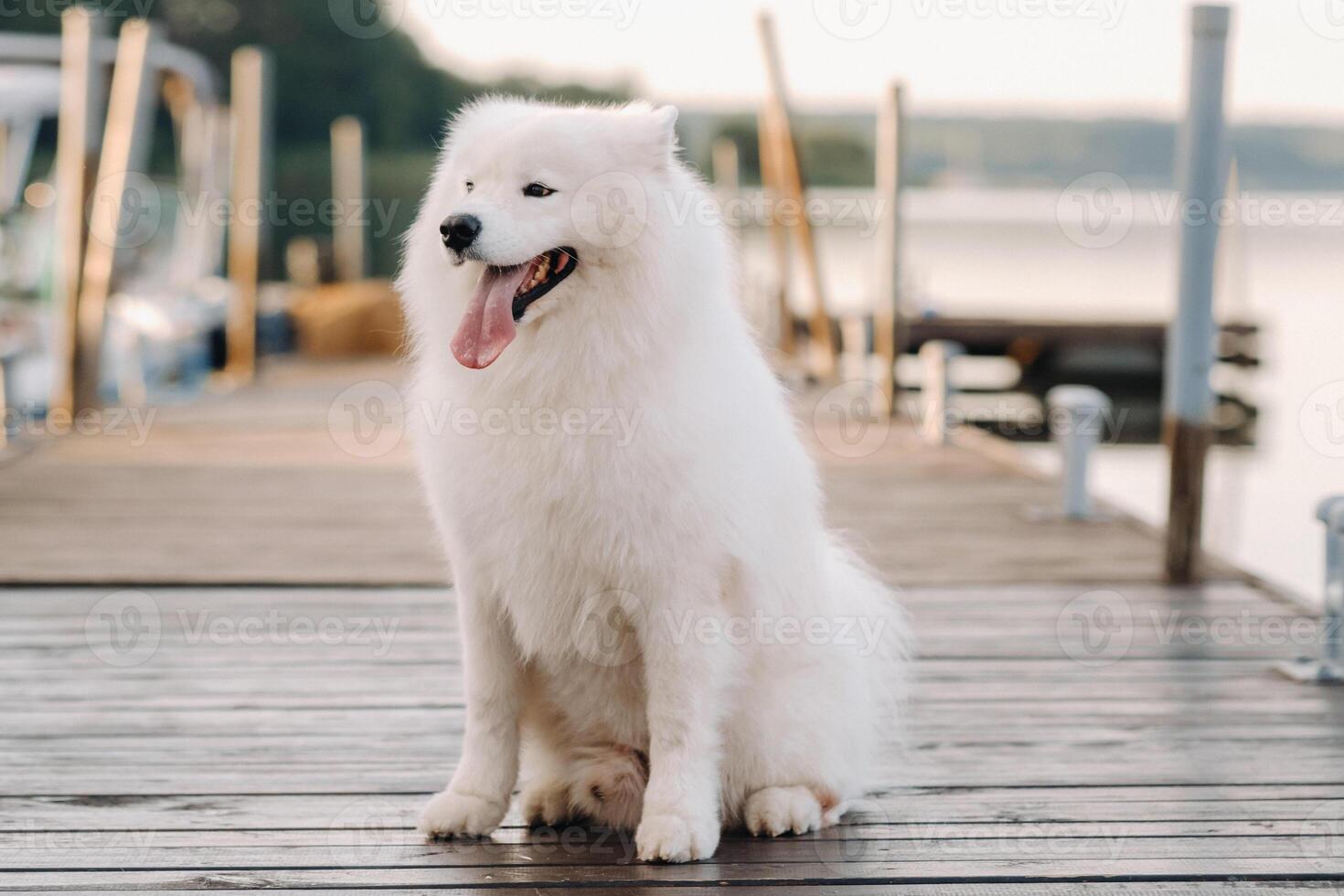 un grande blanco Samoyedo perro es sentado en el muelle cerca el yate foto