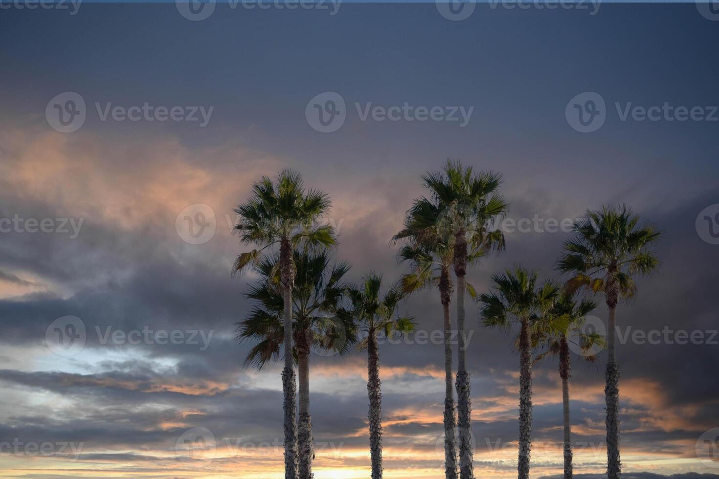 group of palm trees with the sunset in the background, landscape concept photo