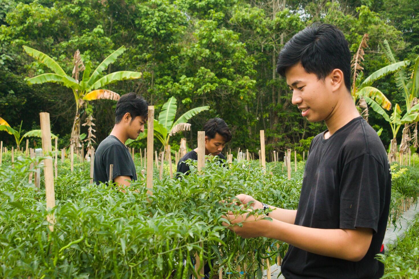 three young Asian farmers are harvesting chilies in the garden wearing black t-shirts during the day photo