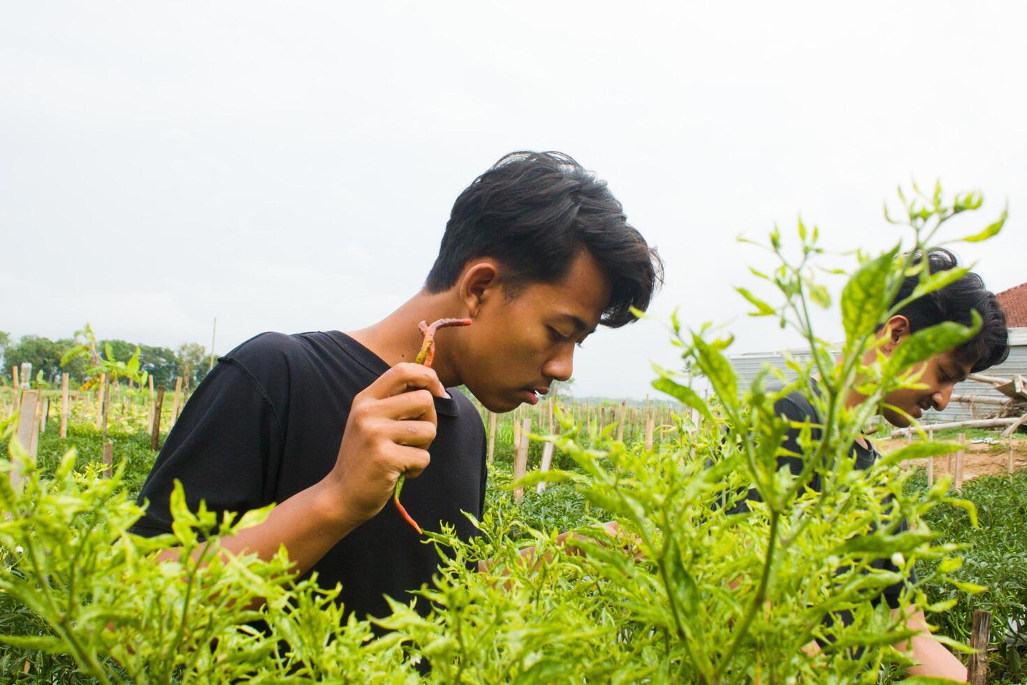 dos joven asiático agricultores son cosecha chiles en el jardín vistiendo negro camisetas durante el día foto