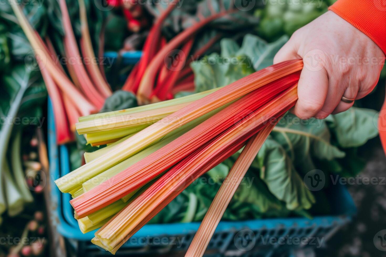 ai generado Fresco arco iris acelga en mano a mercado foto