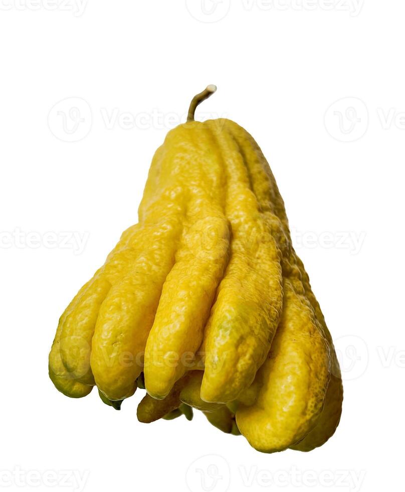 Organic Buddhas Hand Citrus on White with Copy Space photo