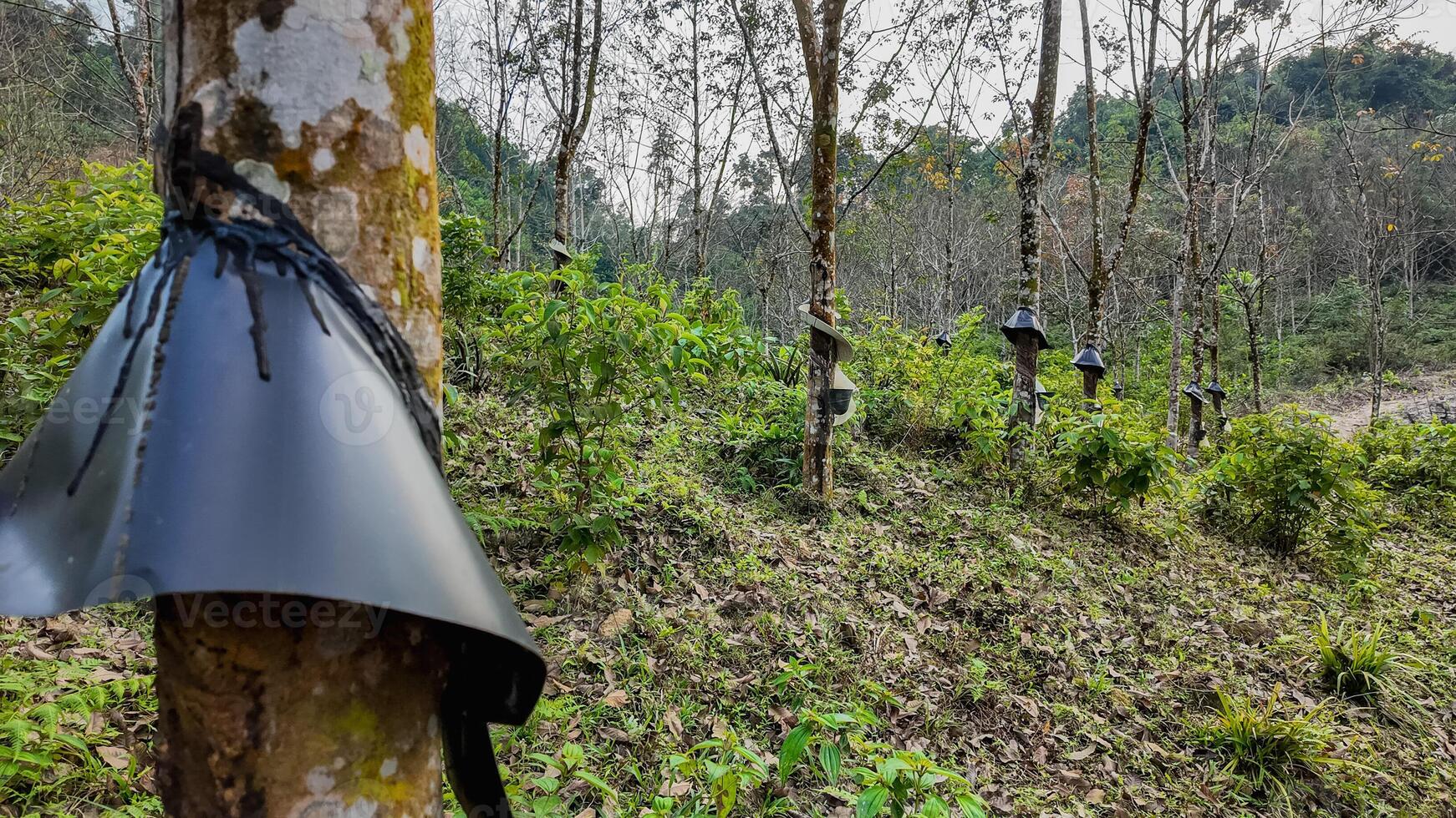 Sustainable Rubber Harvest in Tropical Plantation photo