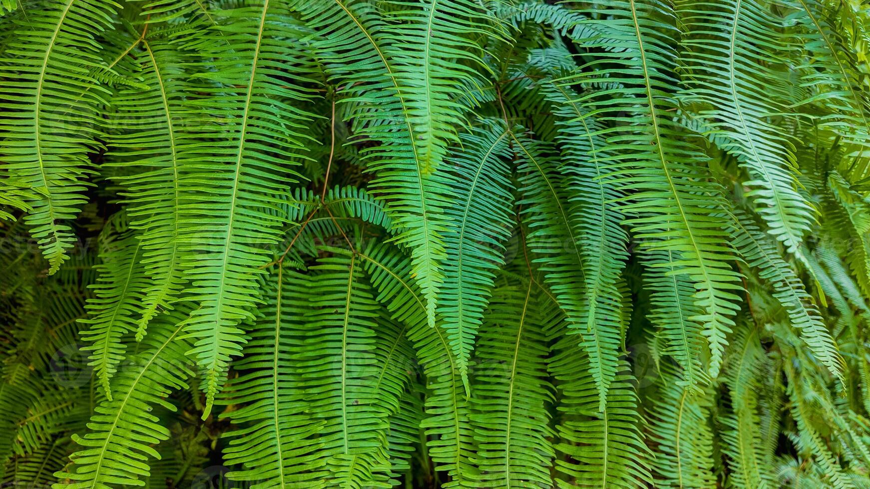 Vibrant Green Fern Leaves Nature Wallpaper photo