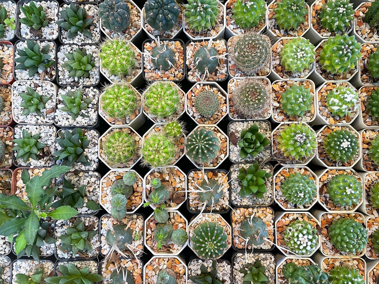 Group of cactus in a pot for background photo