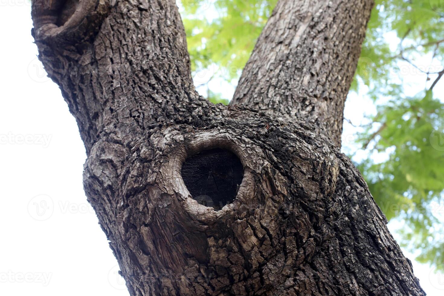 Texture of wood and tree bark. photo