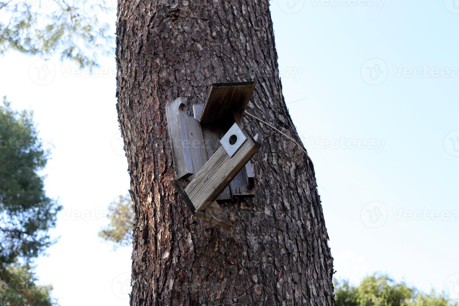 Texture of wood and tree bark. photo