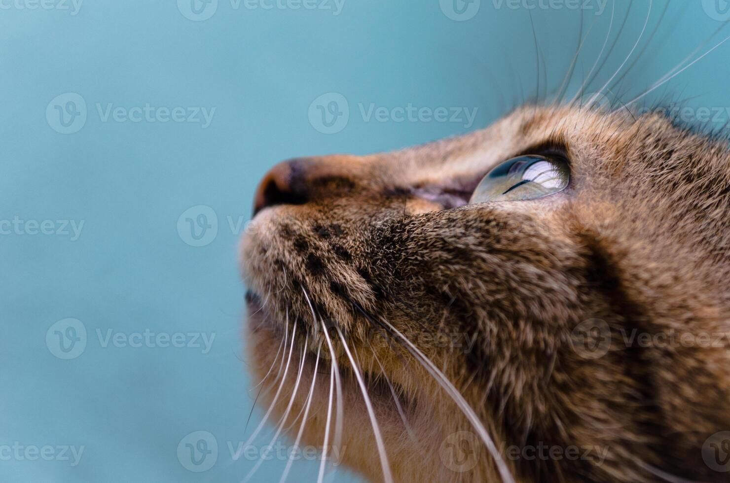 portrait shot of tabby cat looking up photo