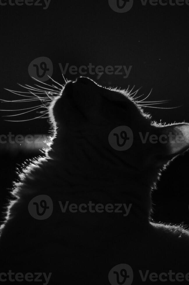 portrait shot of cat silhouette with glowing whiskers photo