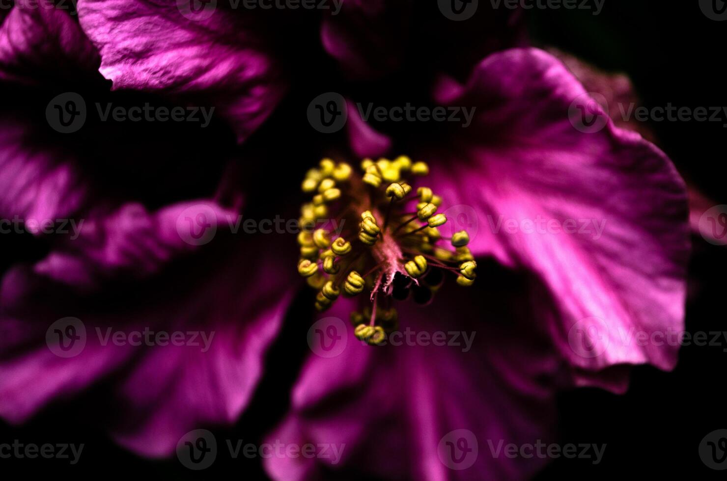 close up shot of violet flower with yellow antera photo