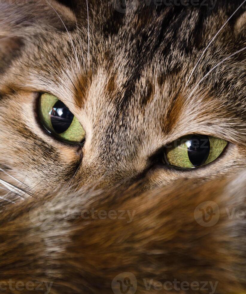 close up shot of tabby cat looking fiecerly at camera photo