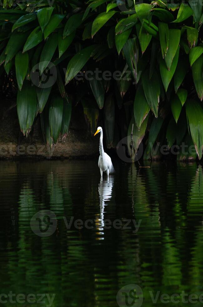 portrait shot of egret walking on green swamp photo