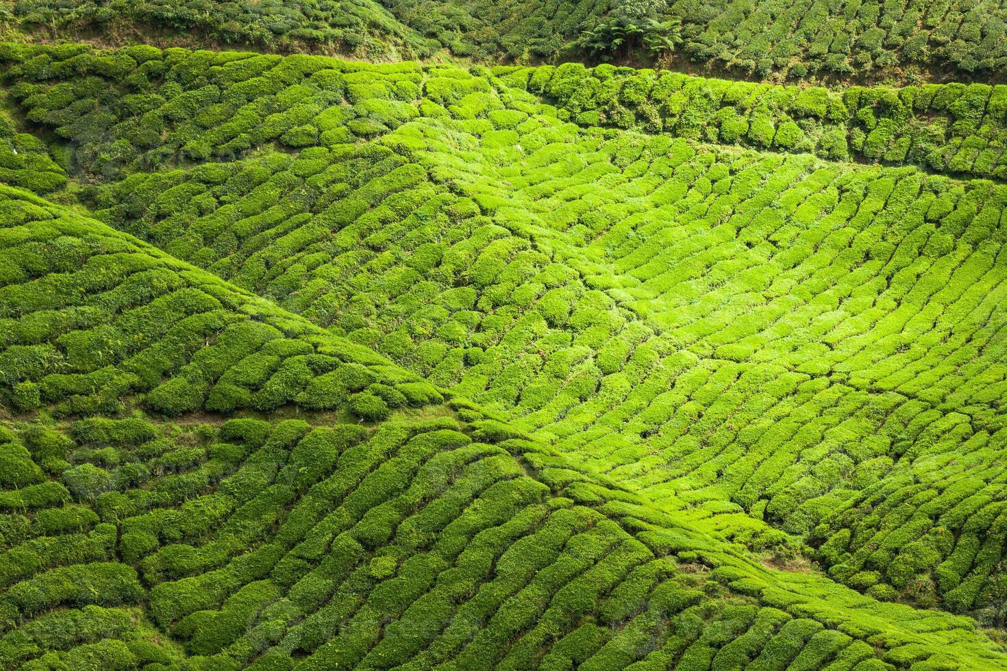 Plantaciones de té en el estado de Kerala, India foto