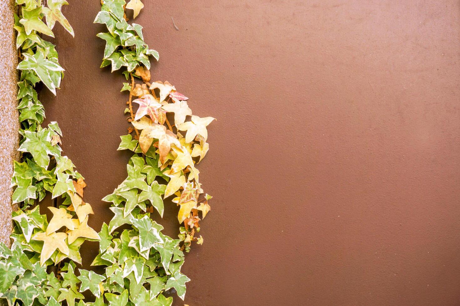 Closeup and crop ivy green leaves climbing covered on left brown building wall background with space for texts and natural lights. photo