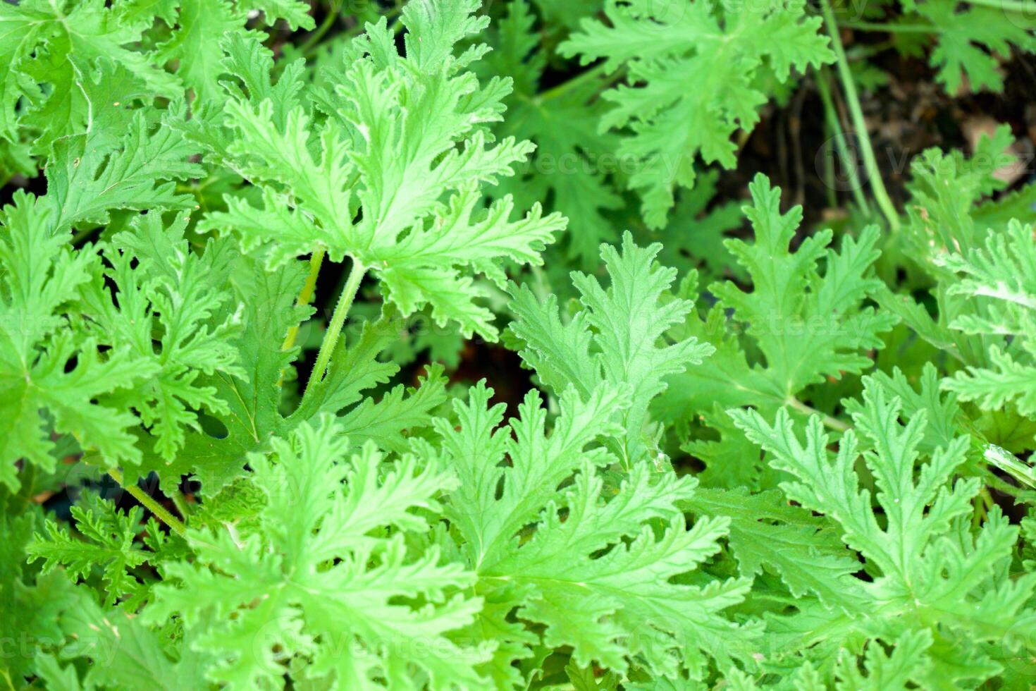 parte superior ver y de cerca verde hoja antecedentes y fondo de pantalla. foto